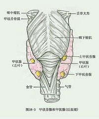 甲状腺